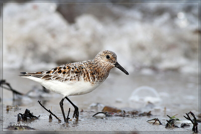 Bécasseau sanderling