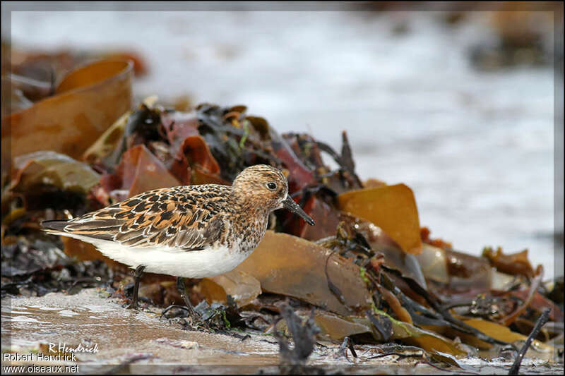 Sanderlingadult breeding, habitat