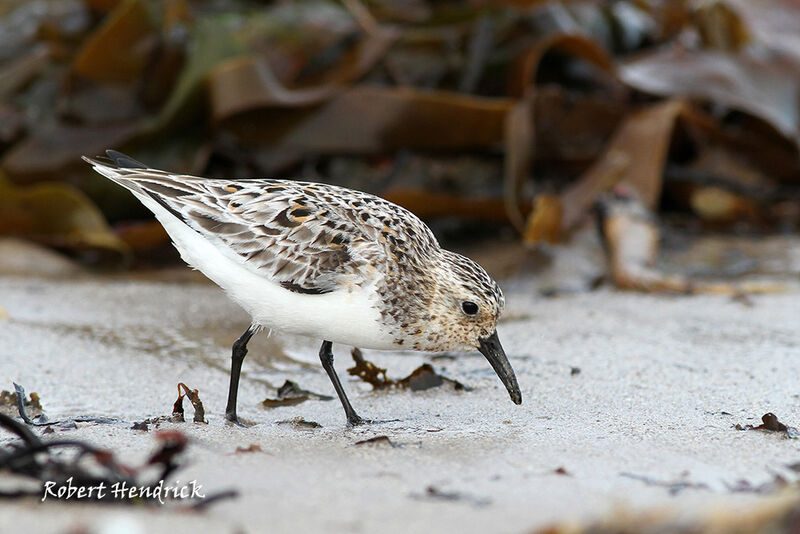 Bécasseau sanderling