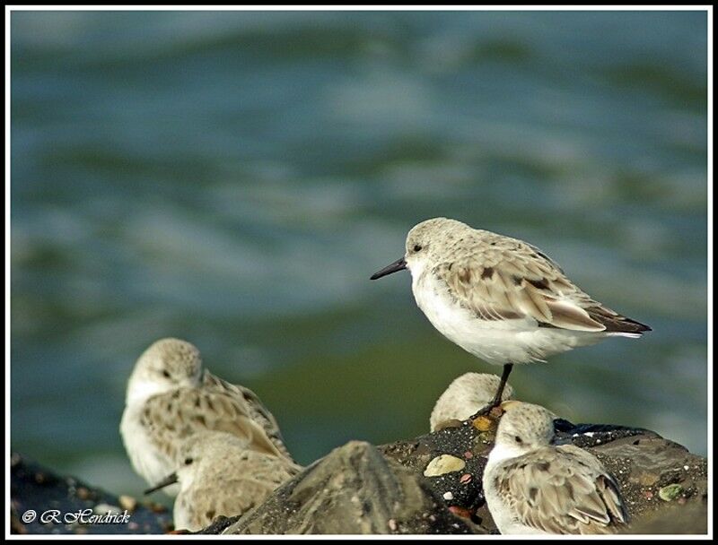 Sanderling