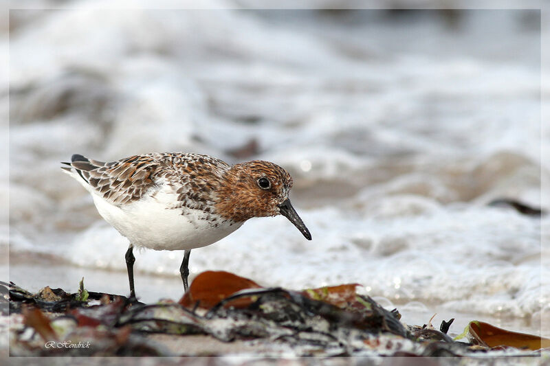 Sanderling