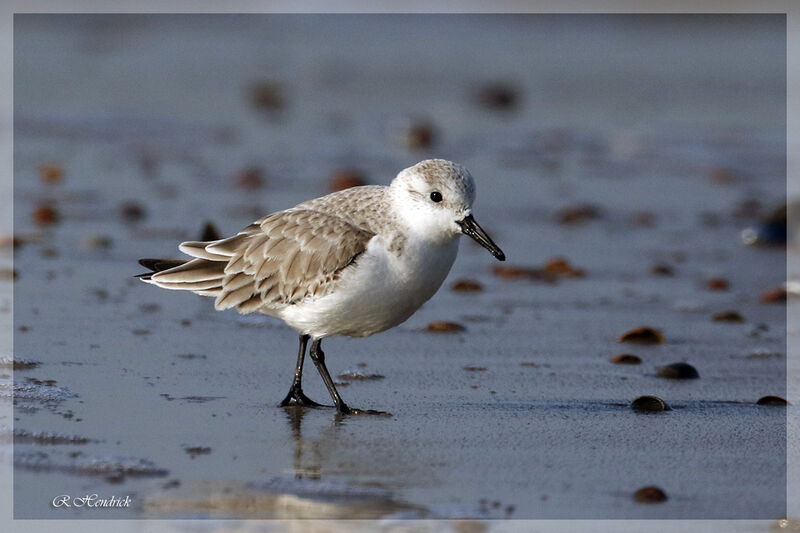 Bécasseau sanderling