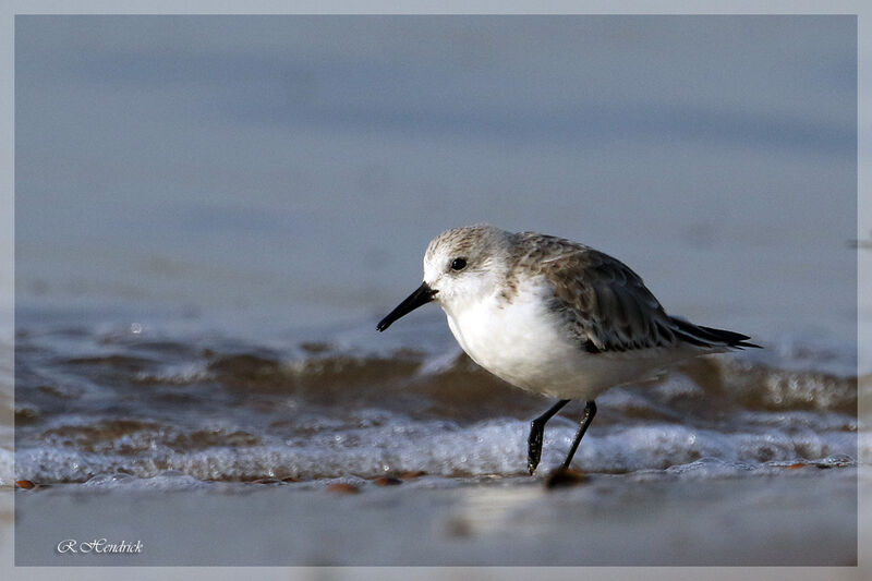 Bécasseau sanderling