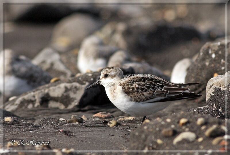 Sanderling