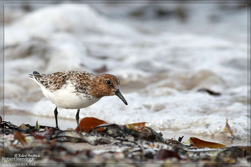 Sanderlingadult, close-up portrait