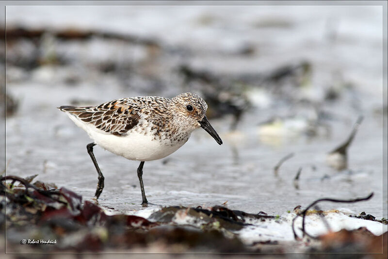 Sanderling