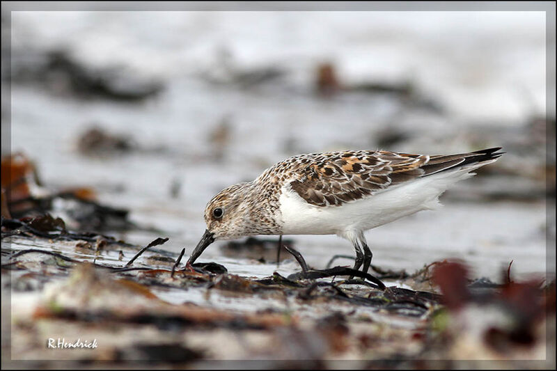 Sanderling