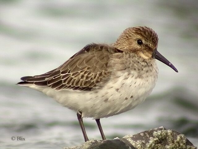 Dunlin