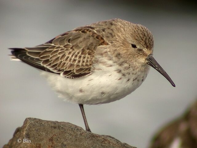 Dunlin