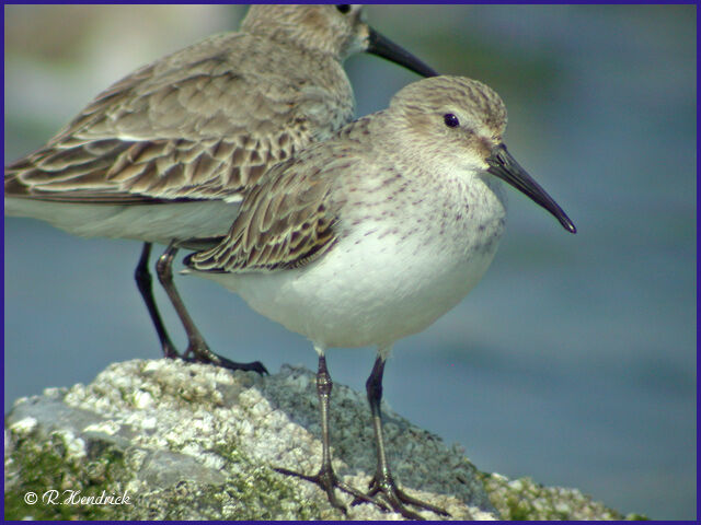 Bécasseau variable