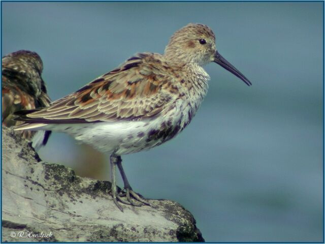 Dunlin