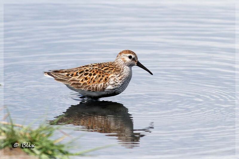 Dunlin