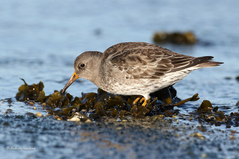 Purple Sandpiper