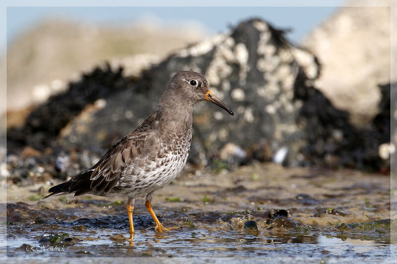 Purple Sandpiper