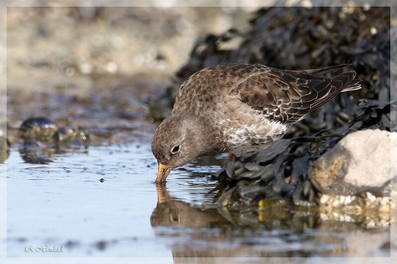 Purple Sandpiper