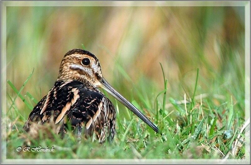 Common Snipe