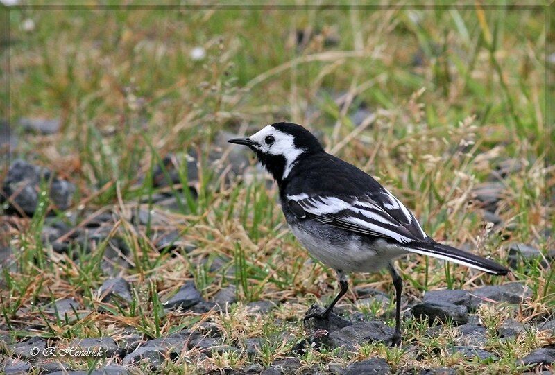 White Wagtail (yarrellii)