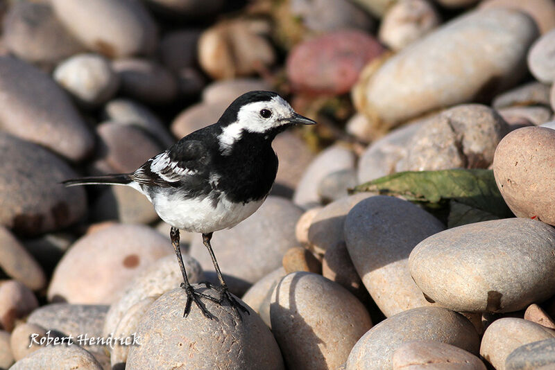 White Wagtail (yarrellii)