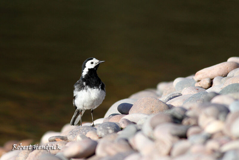 White Wagtail (yarrellii)