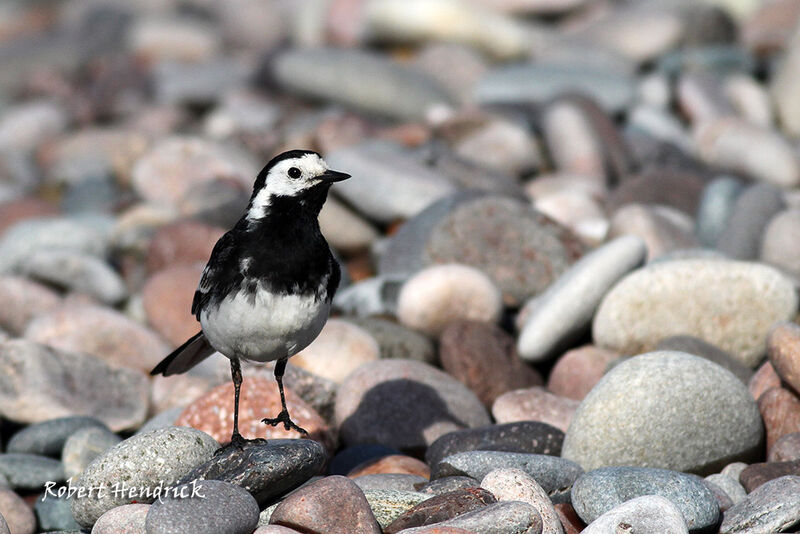 White Wagtail (yarrellii)