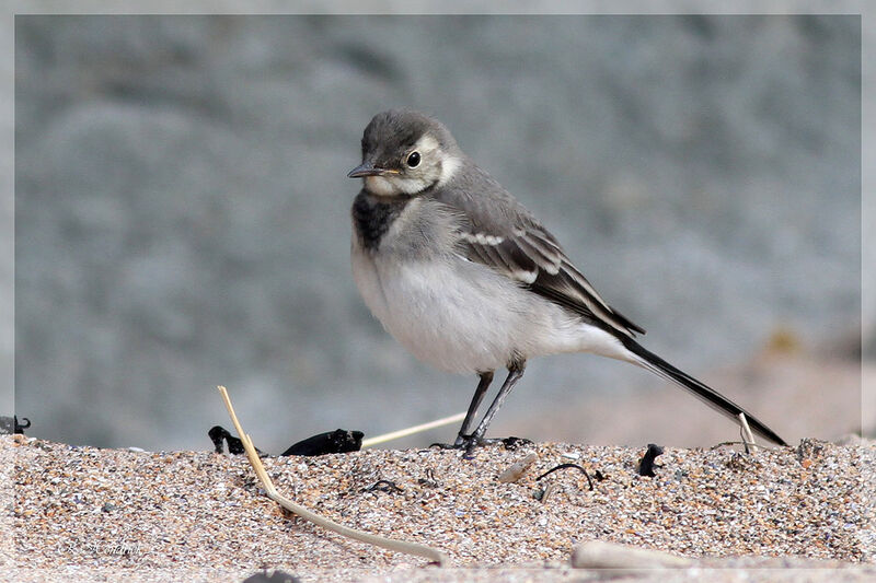 White Wagtail (yarrellii)