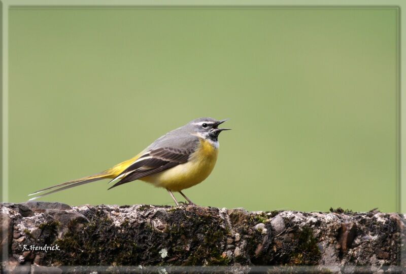 Grey Wagtail