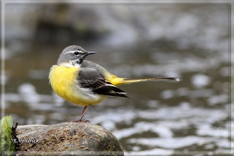 Grey Wagtail