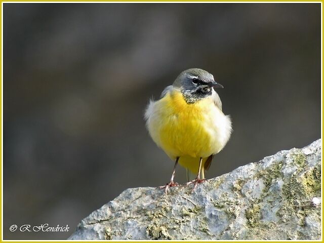 Grey Wagtail