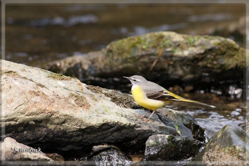 Grey Wagtail