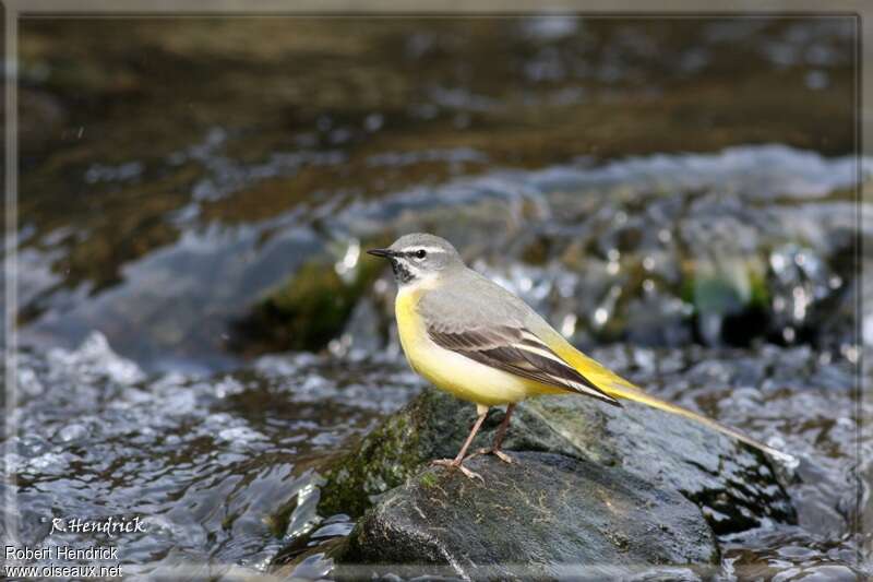 Grey Wagtail male, habitat