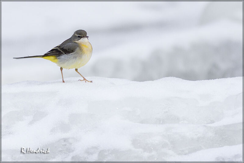 Grey Wagtail