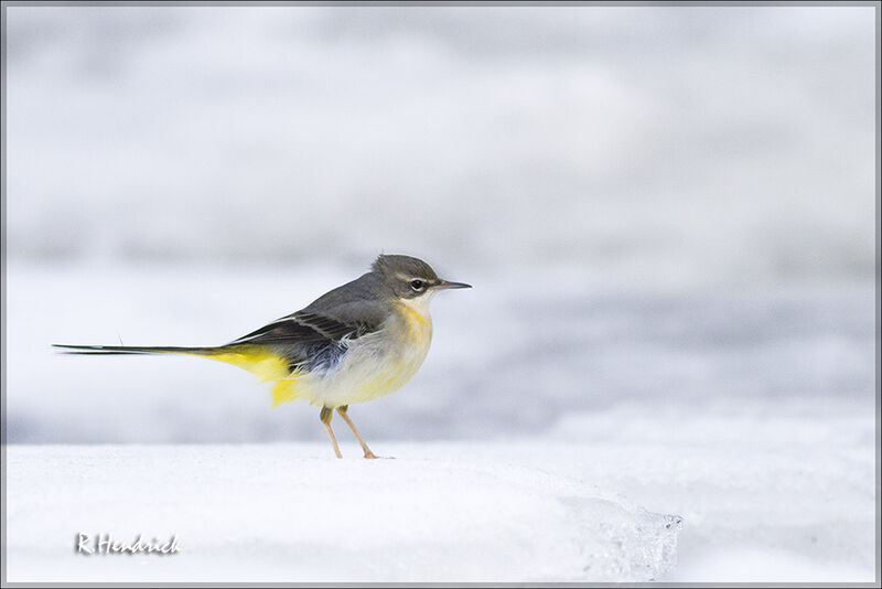 Grey Wagtail