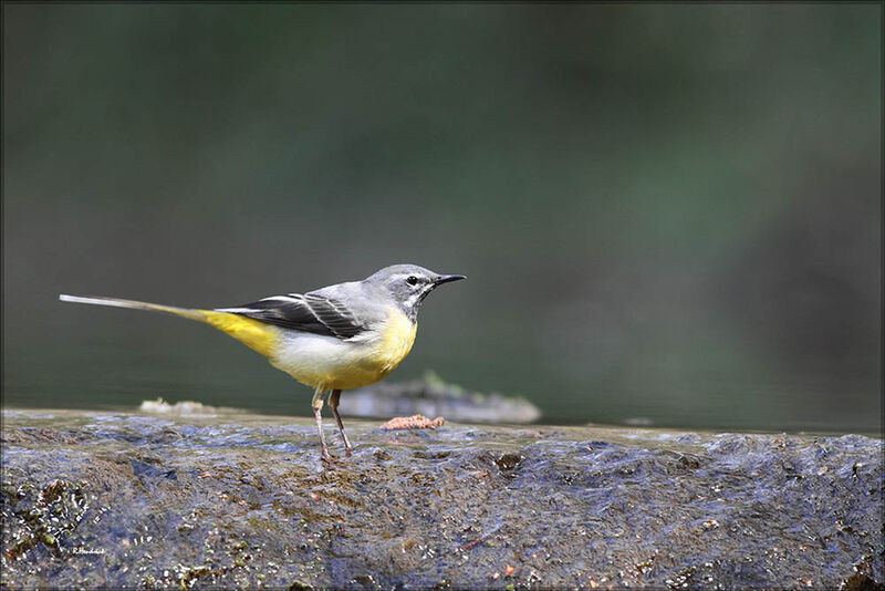 Bergeronnette des ruisseaux