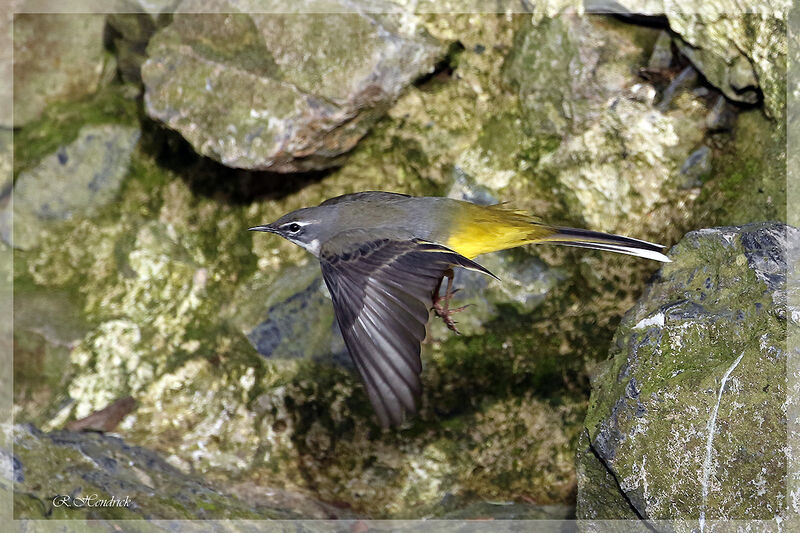 Grey Wagtail