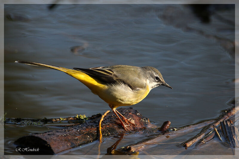 Grey Wagtail