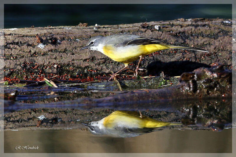 Grey Wagtail