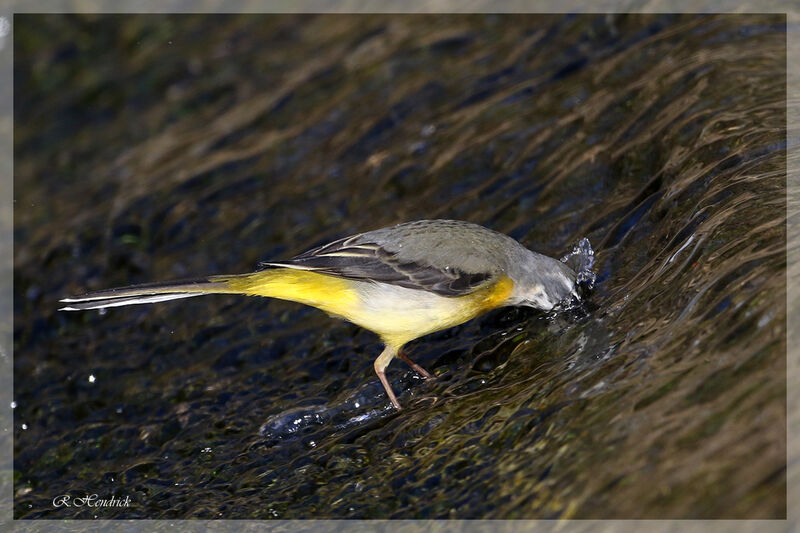 Bergeronnette des ruisseaux