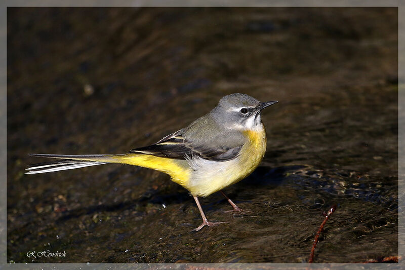 Grey Wagtail