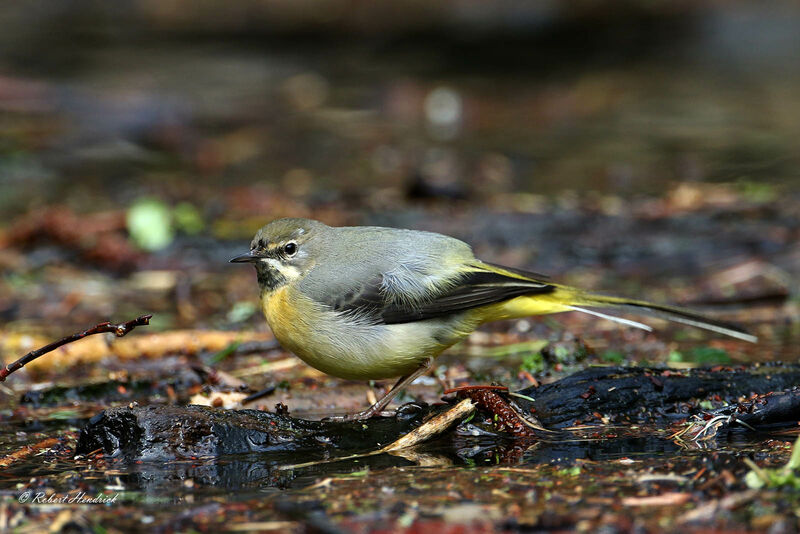 Bergeronnette des ruisseaux