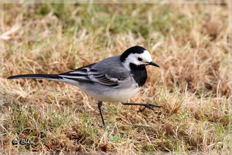 White Wagtail