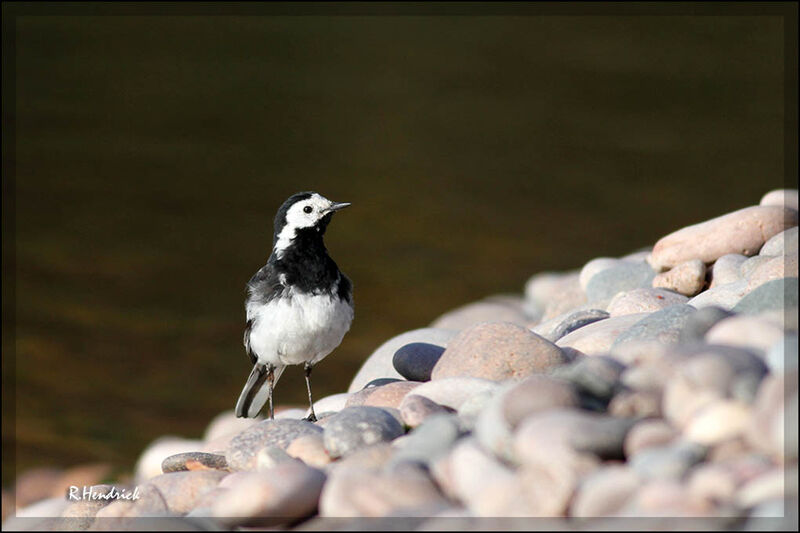 White Wagtail