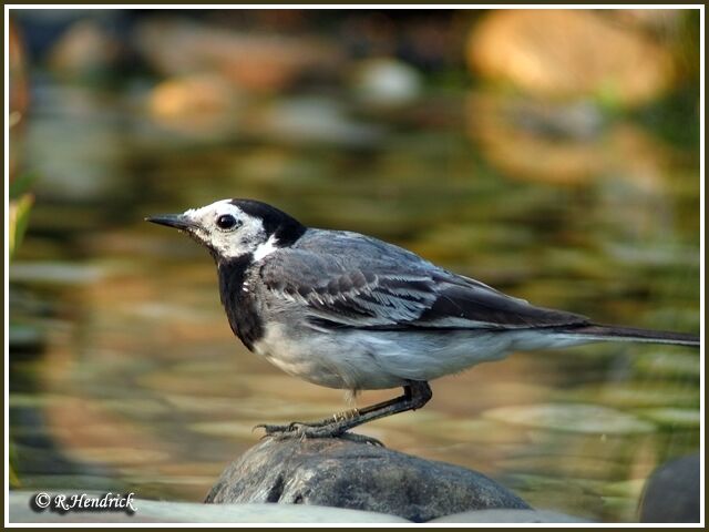 White Wagtail