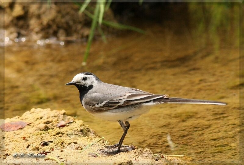 White Wagtail