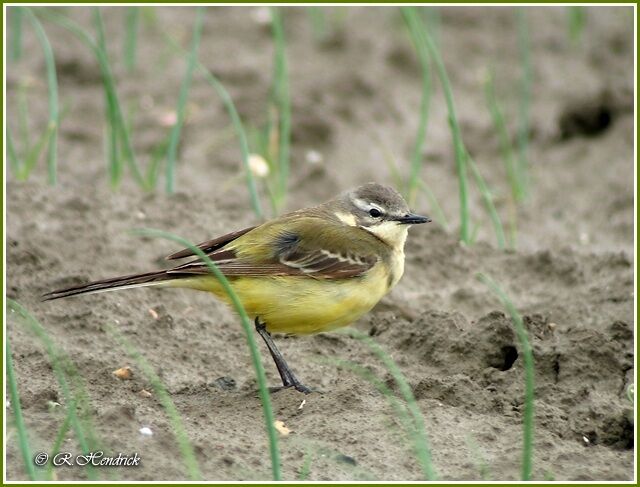 Western Yellow Wagtail