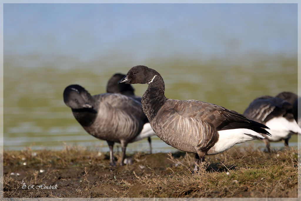 Brant Goose