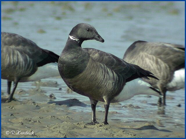 Brant Goose