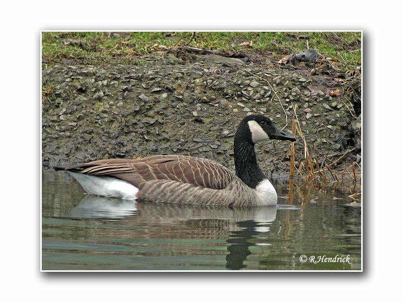 Canada Goose