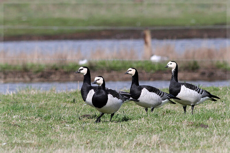 Barnacle Goose