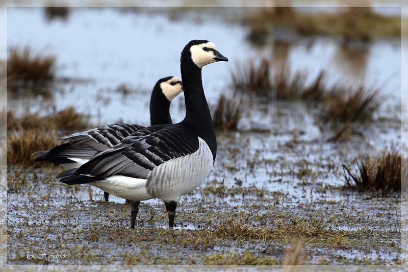 Barnacle Goose