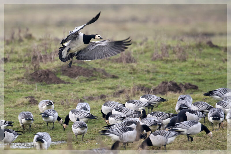 Barnacle Goose